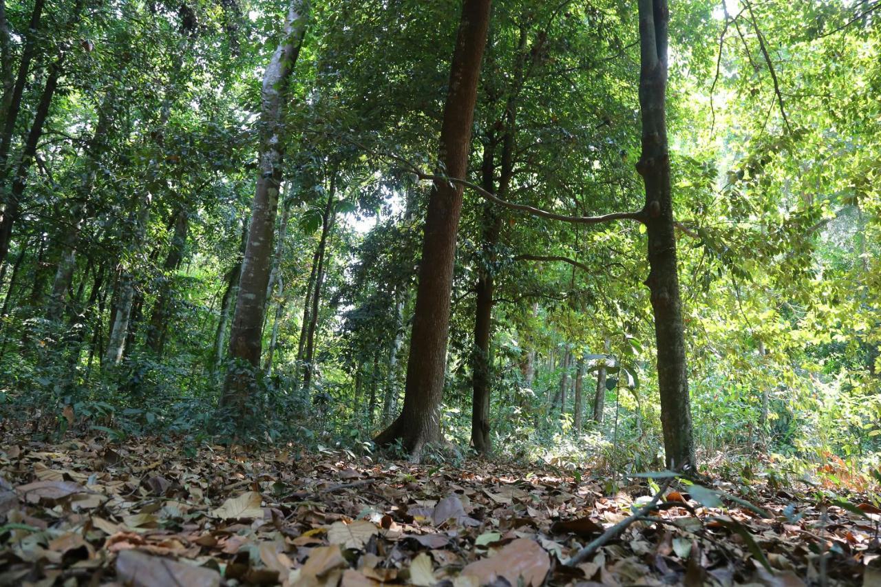 The Mana-Heritage Stay - Chengazhimattam Mana Kottayam Buitenkant foto