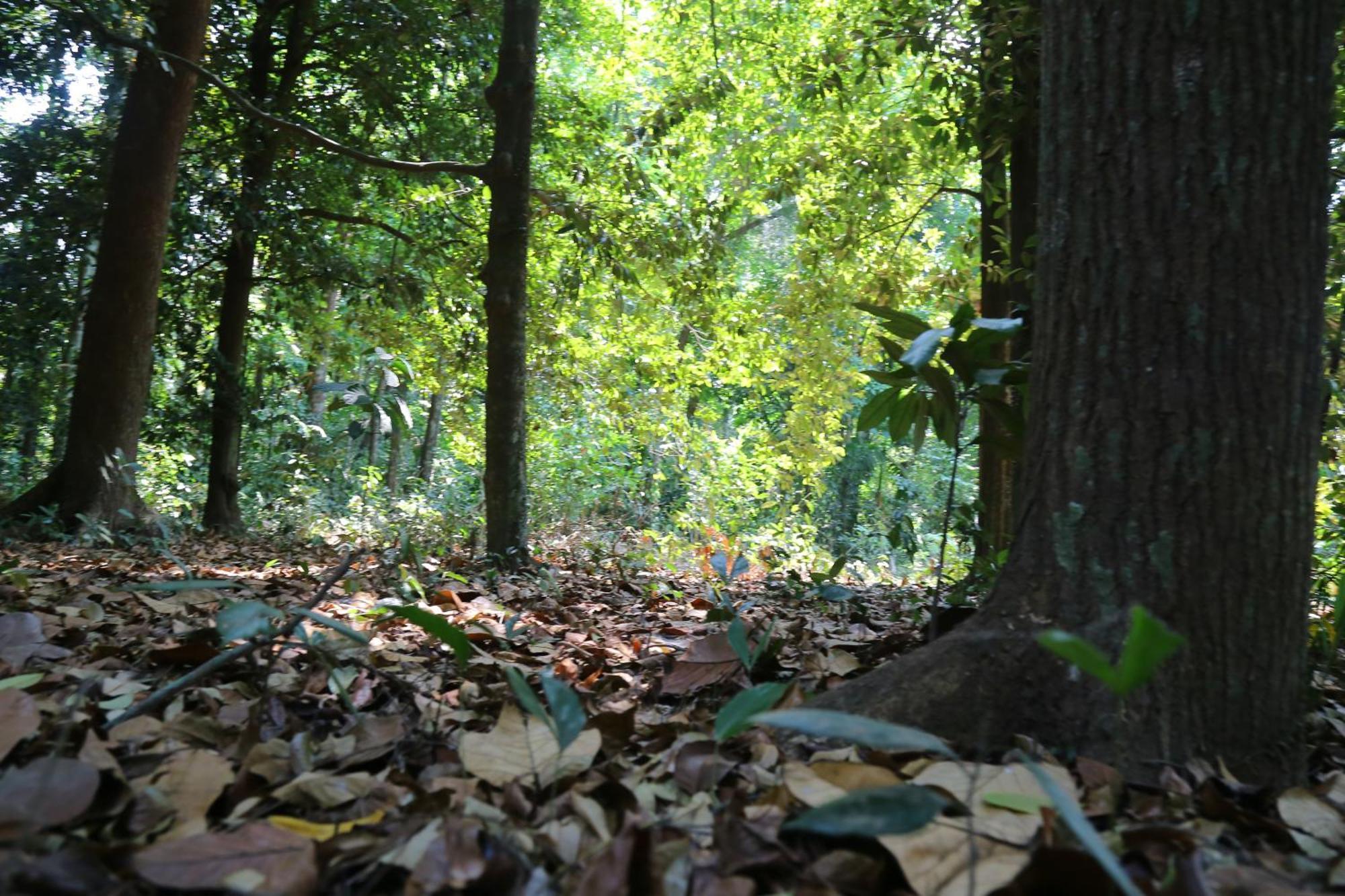 The Mana-Heritage Stay - Chengazhimattam Mana Kottayam Buitenkant foto